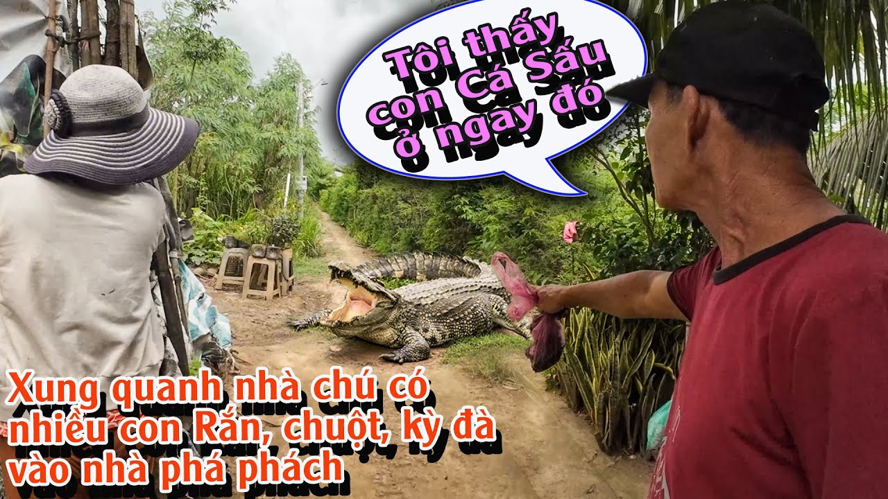 Ngôi nhà của cô chú nhỏ xíu mà đủ thứ con vật phá phách xung quanh | TGSB #969