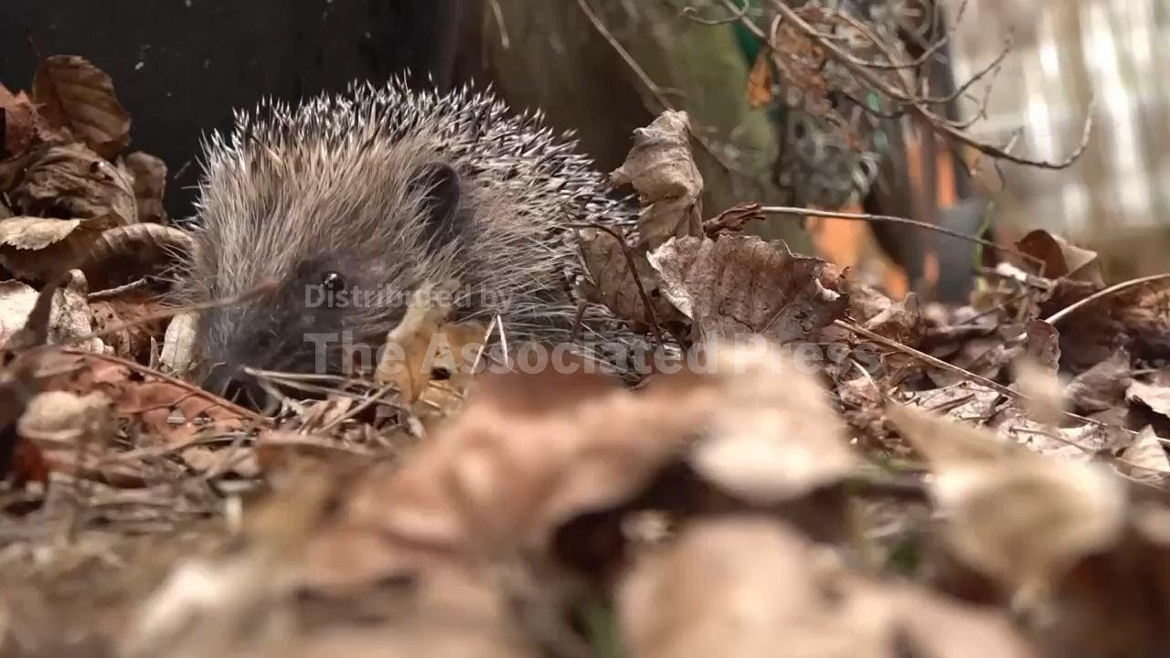 French woman creates hedgehog rescue centre at home near Paris