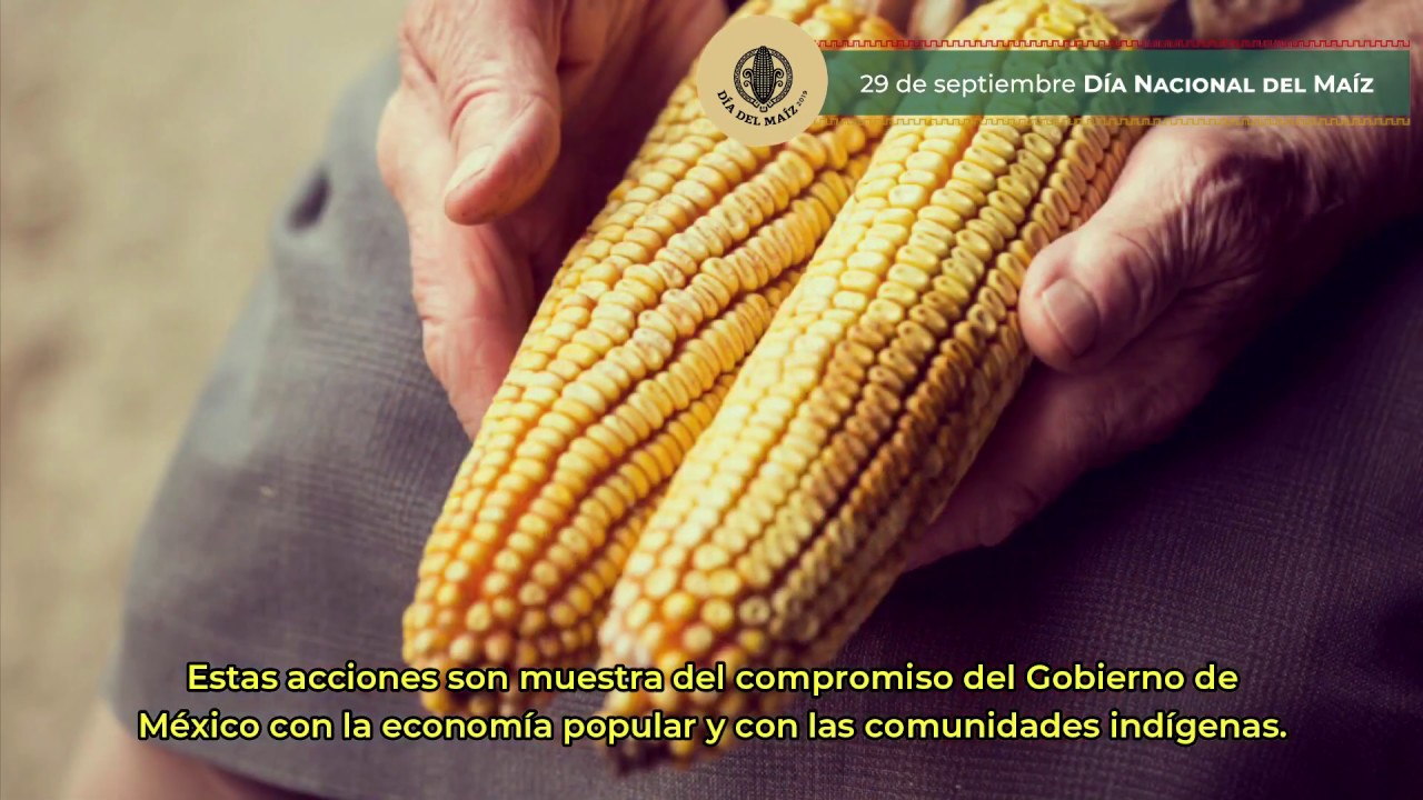 Día Nacional del Maíz