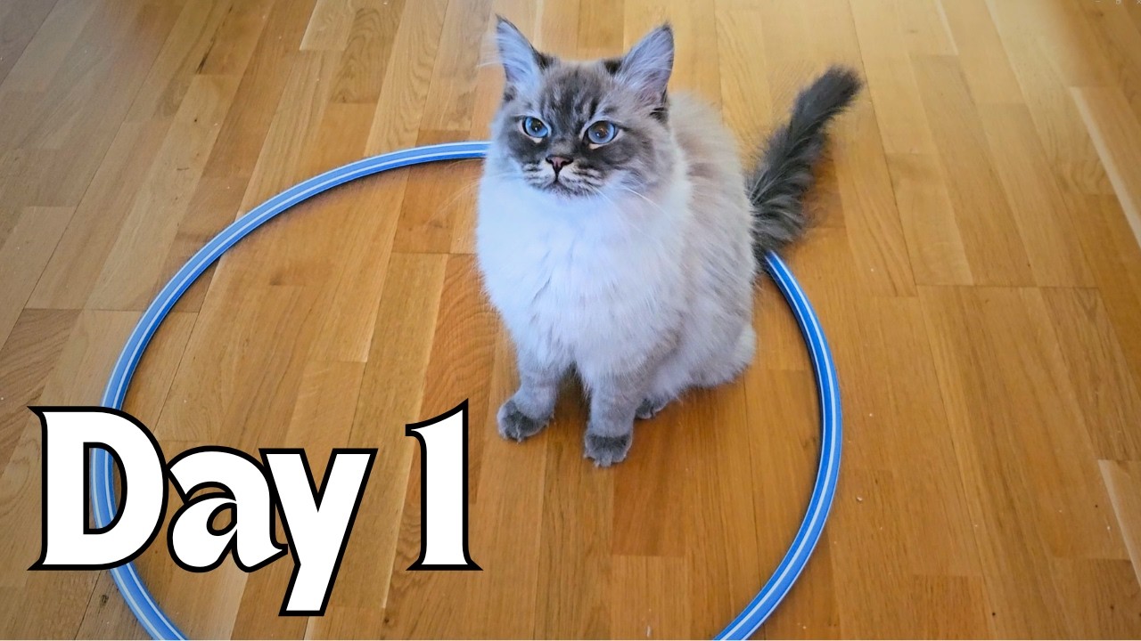 Day 1: Teaching My Cats to Jump Through a Ring