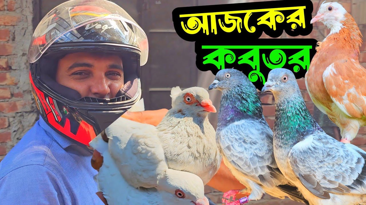 আজকের নতুন কবুতর আনবক্সিং | Md Alamin rasel | Pigeon video |