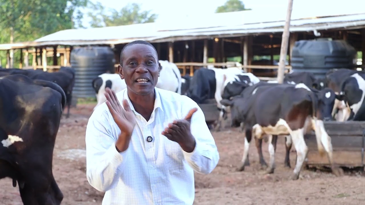 An incalf Heifer can translate into 5 cows in 3 years