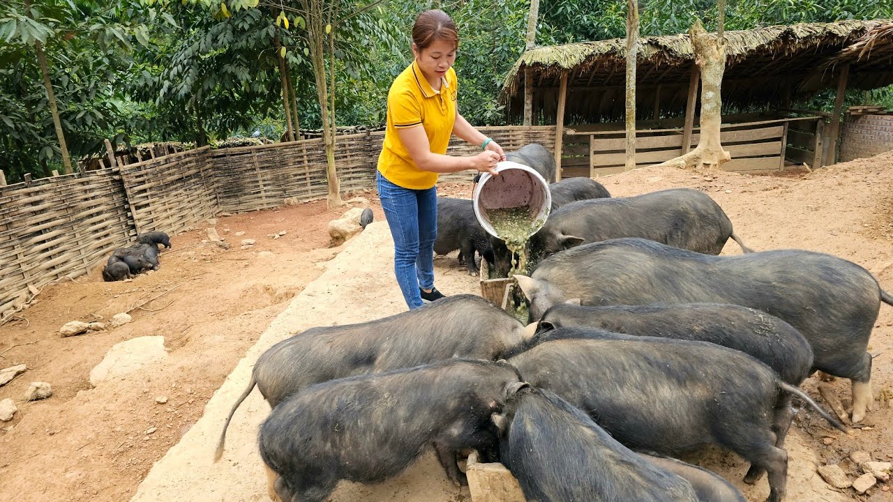 Harvesting wild vegetables to sell at highland markets | Cook pig bran - Phùng Thị Chài