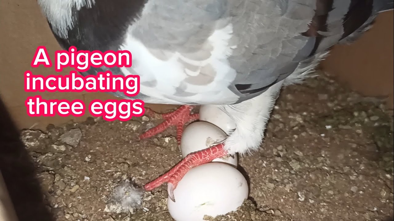 மூன்று முட்டைகளை அடைகாக்கும் புறா #pigeonincubation #pigeon