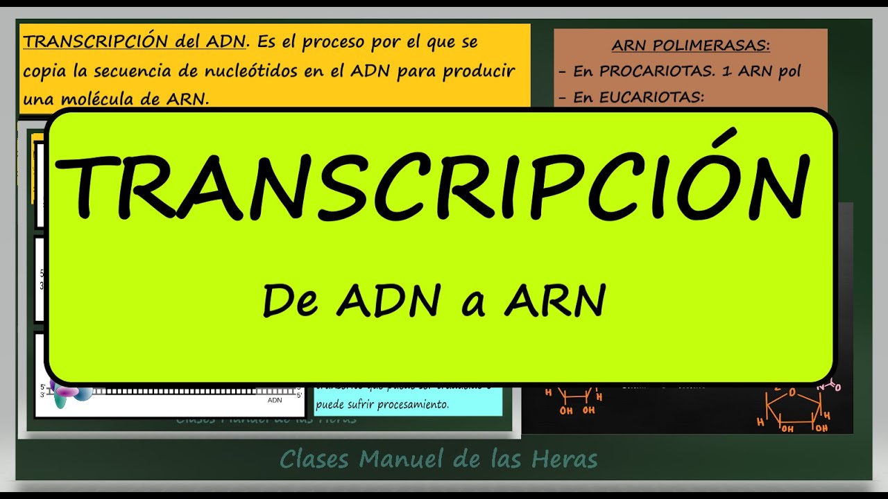 Transcripci&oacute;n del ADN. Explicaci&oacute;n. Diferencias entre Procariotas y Eucariotas.