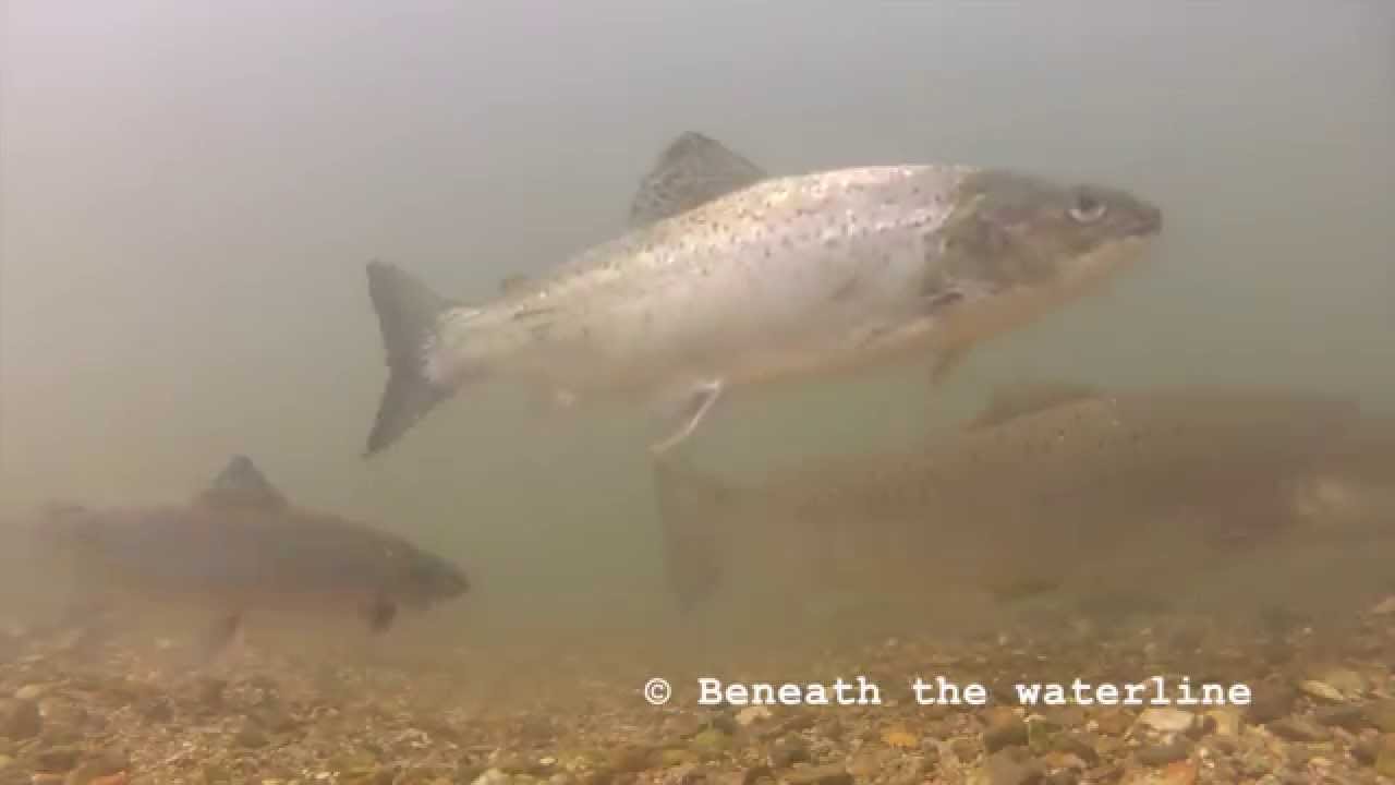 Brown Trout (Salmo Trutta) Underwater UK