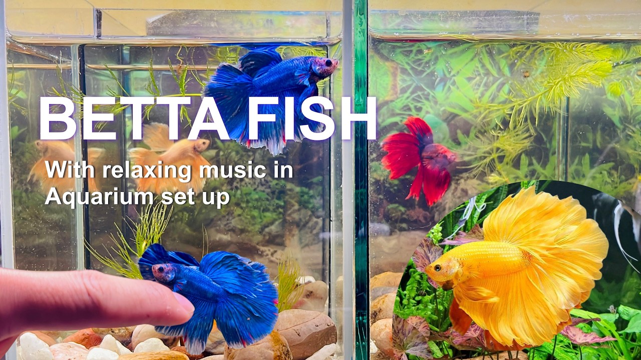 Unbelievable Betta Fish Collection: Koi, Ranchu, Catfish and Colorful Aquarium Setup #explore168