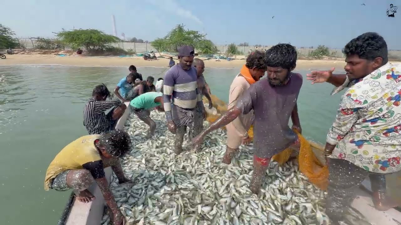 இப்படி மீன்கள் பிடித்தால் நாங்க லட்சாதிபதி தான் 5 டன் மீன்கள் ஒரே கரைவலையில் 