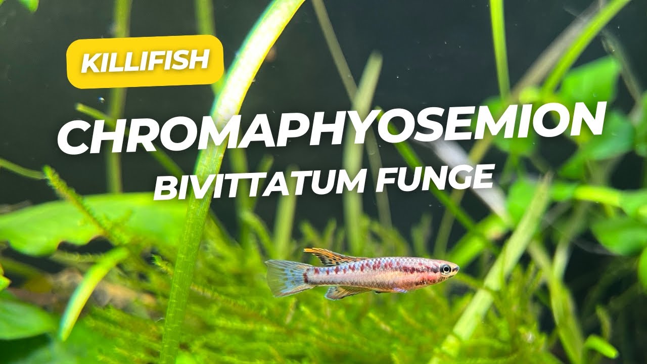 Chromaphyosemion Bivittatum Funge killifish