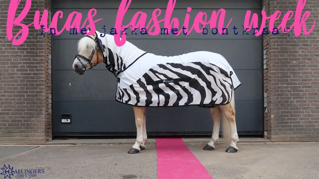 BUCAS FASHION WEEK: Over de roze loper!!!  | Haflingers King & Beau Vlog #87