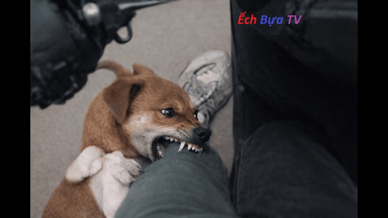 Những pha trêu chọc chó bá đạo, cười rớt nước mắt, cười không ngậm được miệng - Ếch Bựa TV (#5)