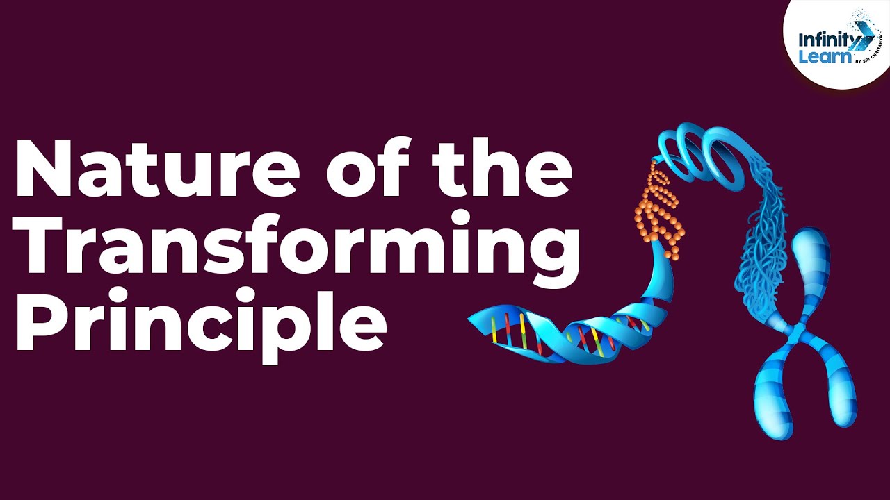 Genetics - Nature of the Transforming Principle - Lesson 13 | Don't Memorise