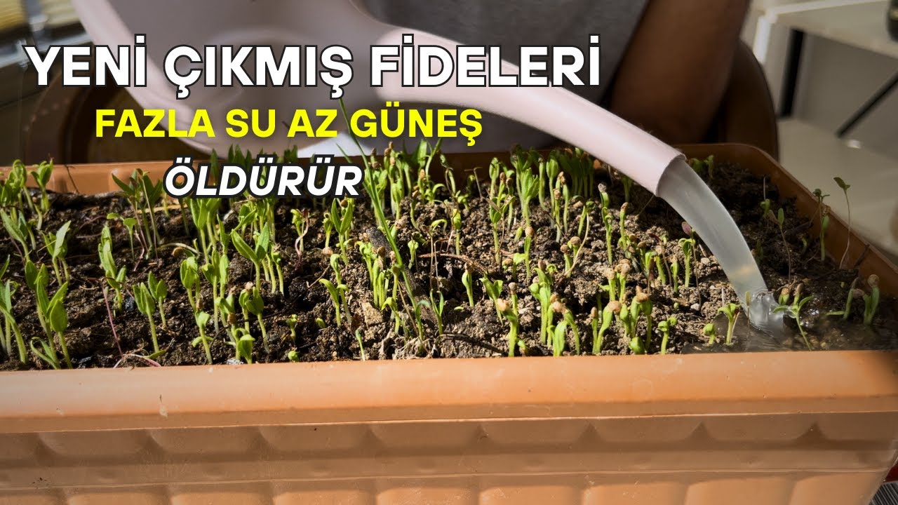 evde tohumdan fide yetiştirmek isteyen herkes bu kuralları mutlaka öğrenmeli