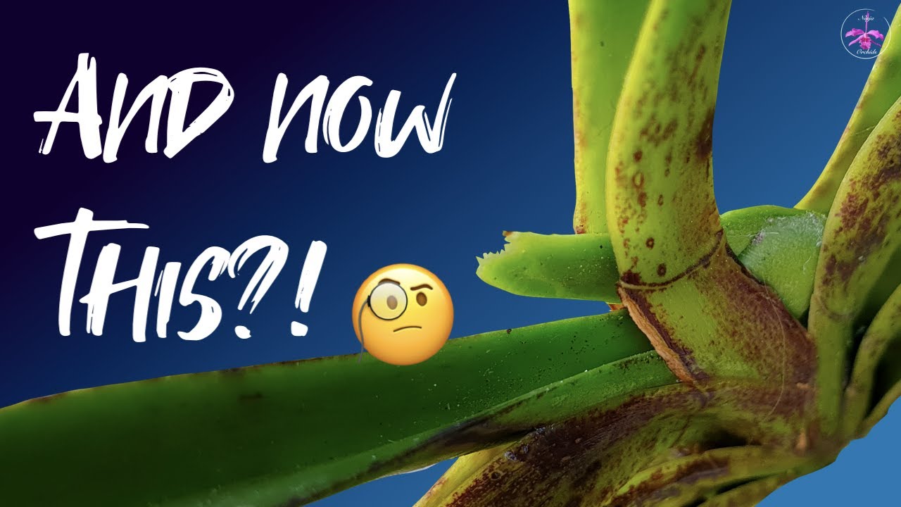 Genetically abnormal Neostylis Lou Sneary | Now what is it doing? #ninjaorchids