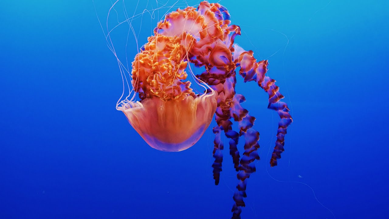 Los animales Invertebrados - Documental