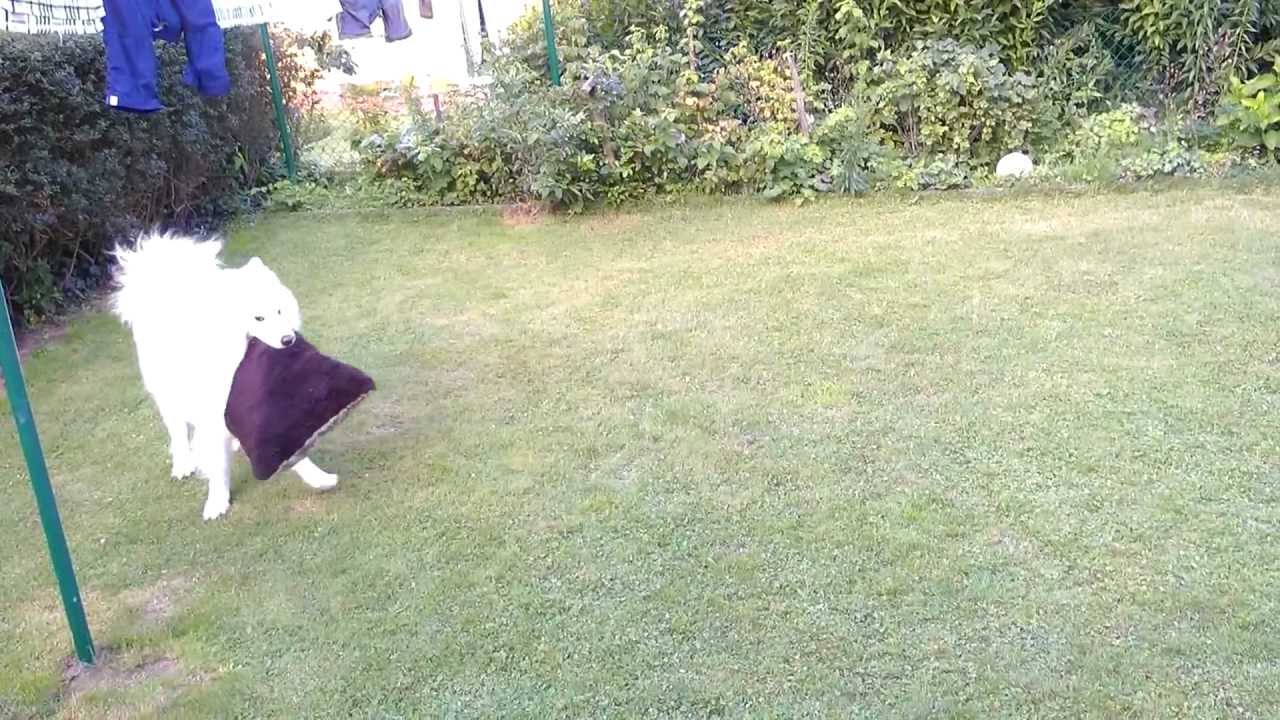 Domtendo - Let's Catch Samojede Nero Part Dr&ouml;lfzig: Wenn 2 sich streiten freut sich der 3.