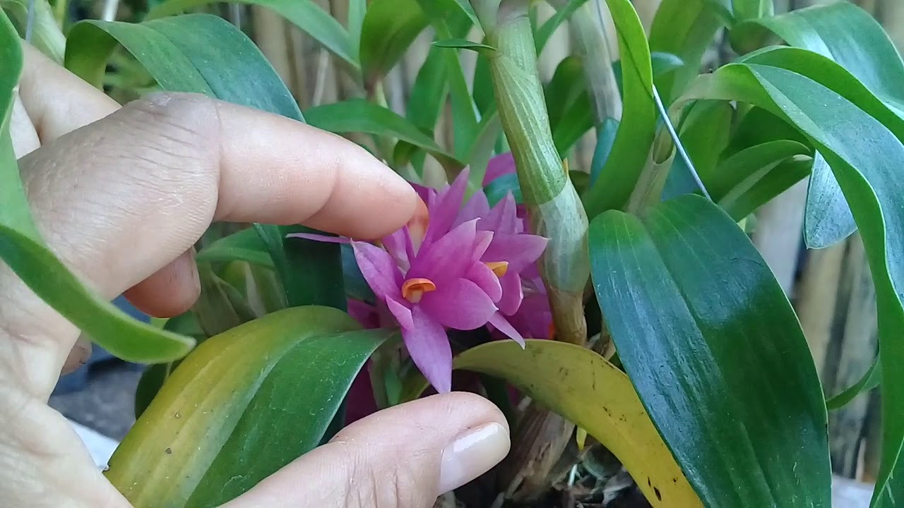 DENDROBIUM HIBIKI