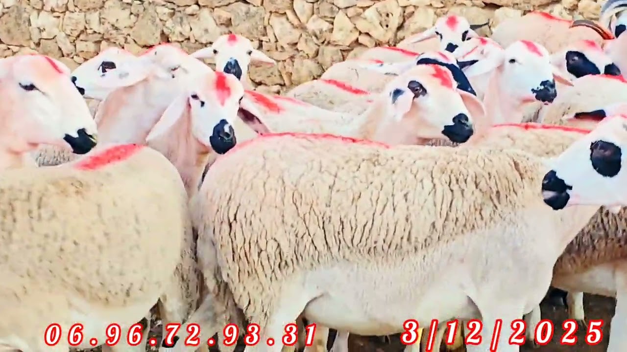 ديما جديد عاند رشيد 28 حولية + 2 فحول لبيع منطقة كيسر إقليم سطات هاتف ☎️ 0696729331