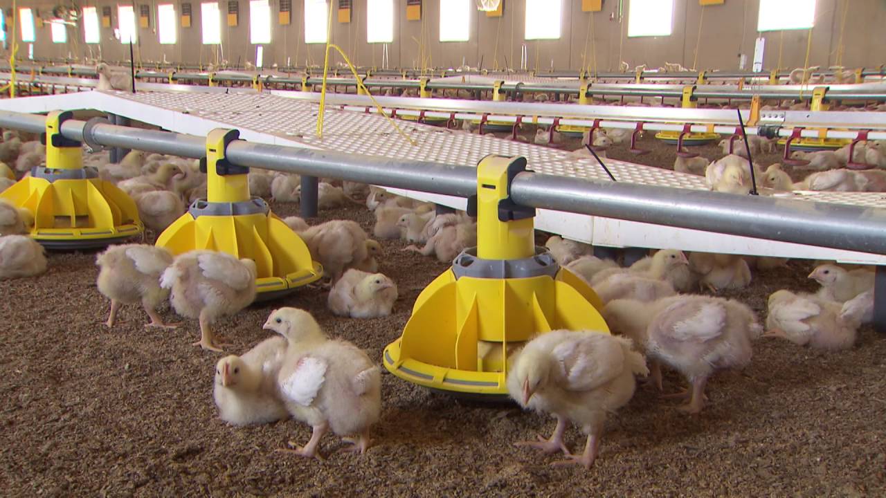 Mein Bauernhof – OÖ Landwirtschaft wie sie ist: Hühnermast