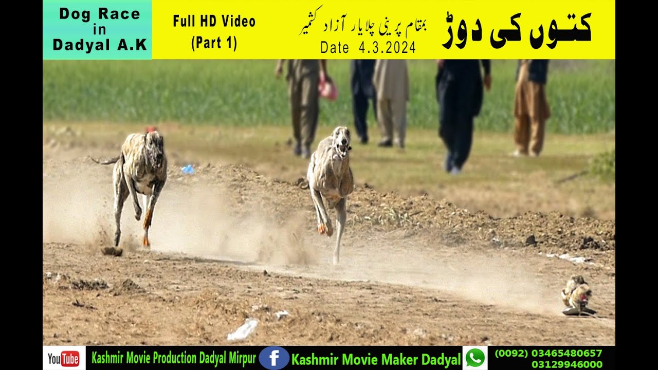 Dog Race in Challayar | Greyhound dog racing | dog race pakistan Part 1  Kashmir Movie Production