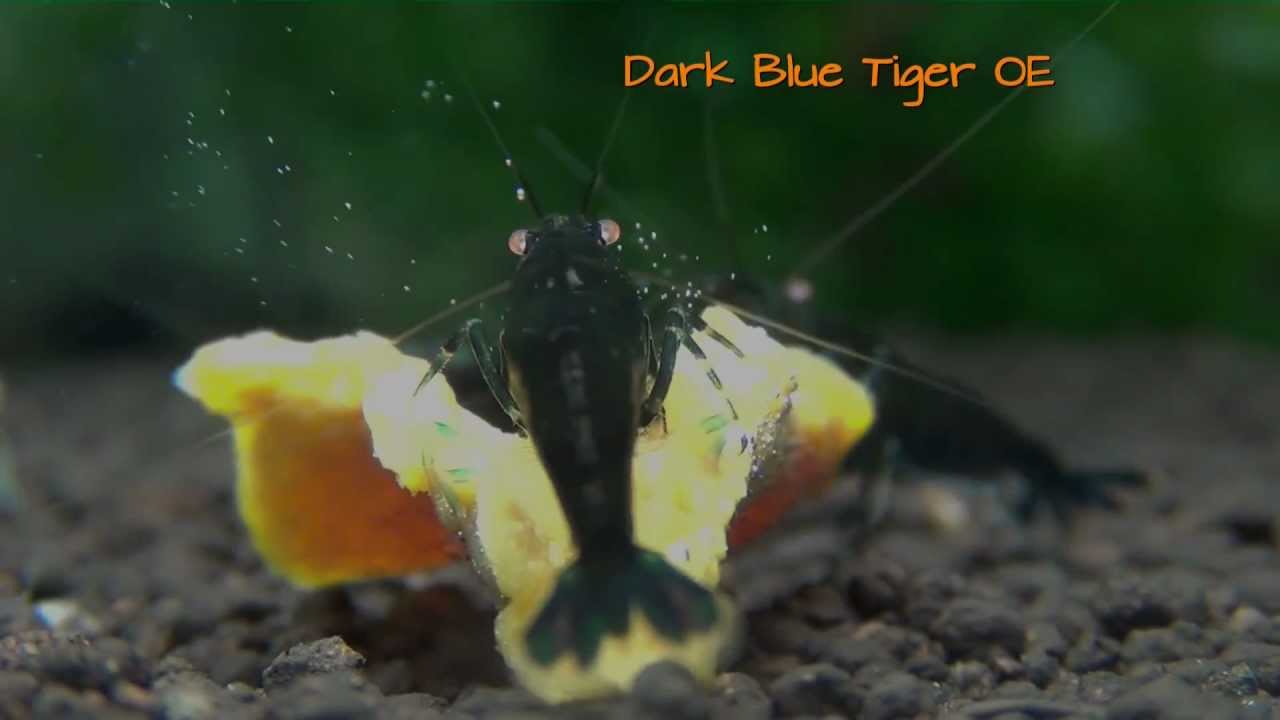 Dark Blue Tiger OE