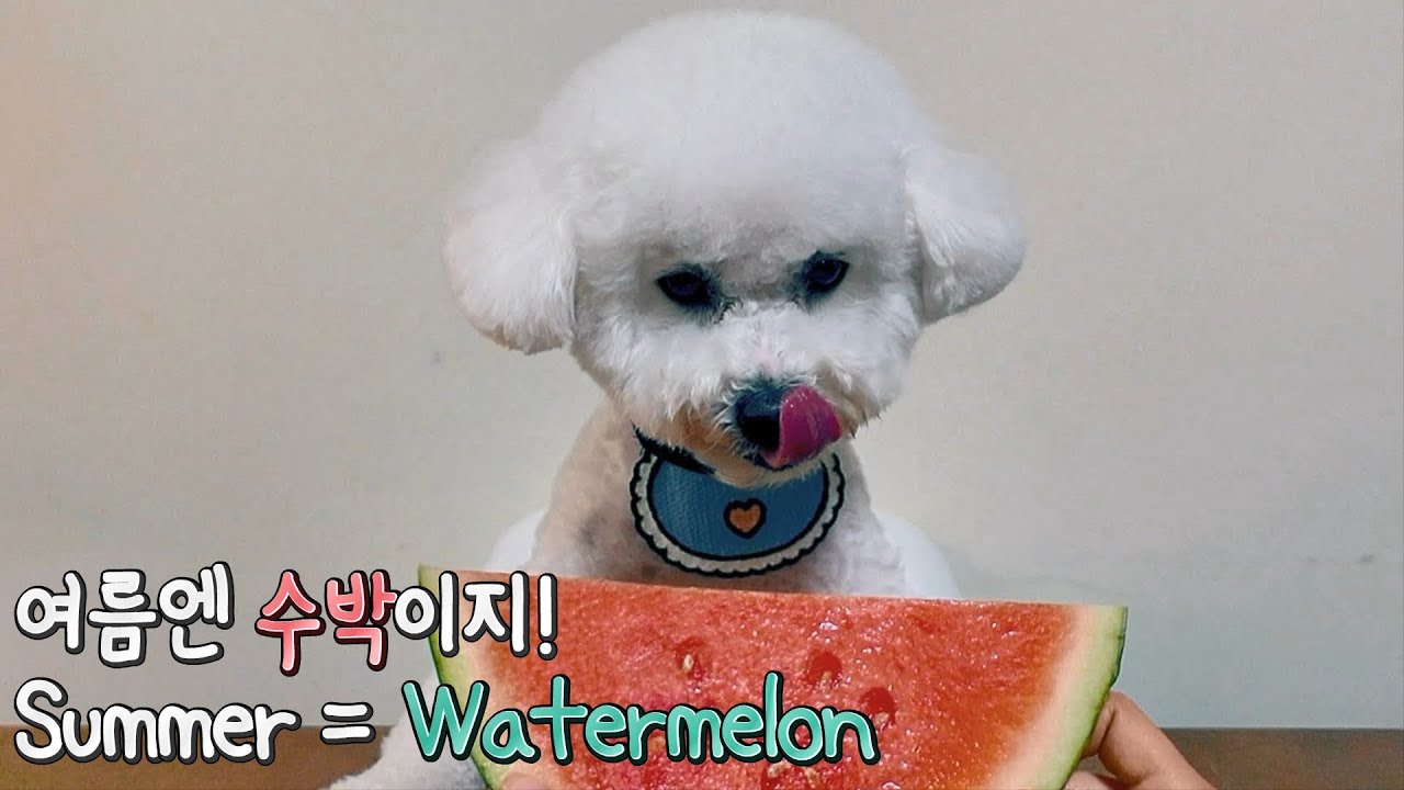 Bichon Food Fighter | SOM-thing Special watermelon Mukbang ASMR