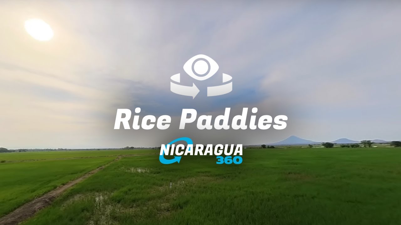 Rice Paddies Along Highway NIC26 Near Malpaisillo in Nicaragua 360 Views