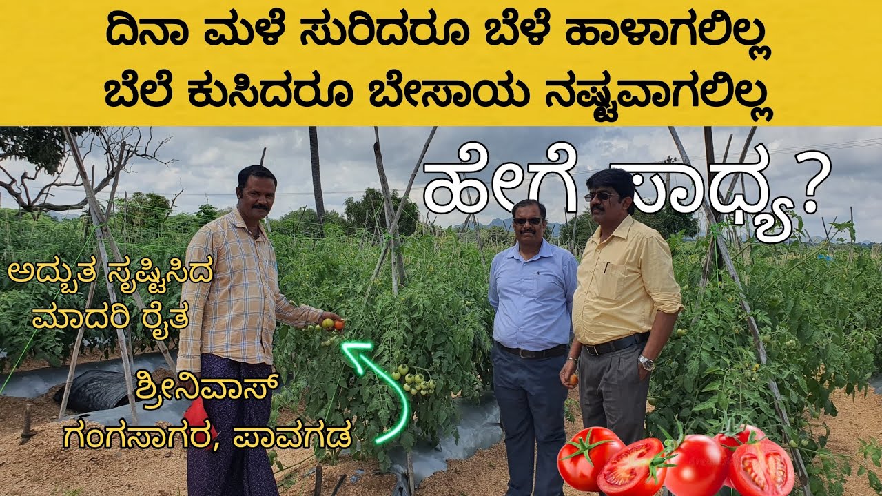 Profitable tomato farming even when the price drops to lowest | ಬೆಲೆ ನೆಲ ಕಚ್ಚಿದರು ಲಾಭ ಮಾಡುವುದು ಹೇಗೆ