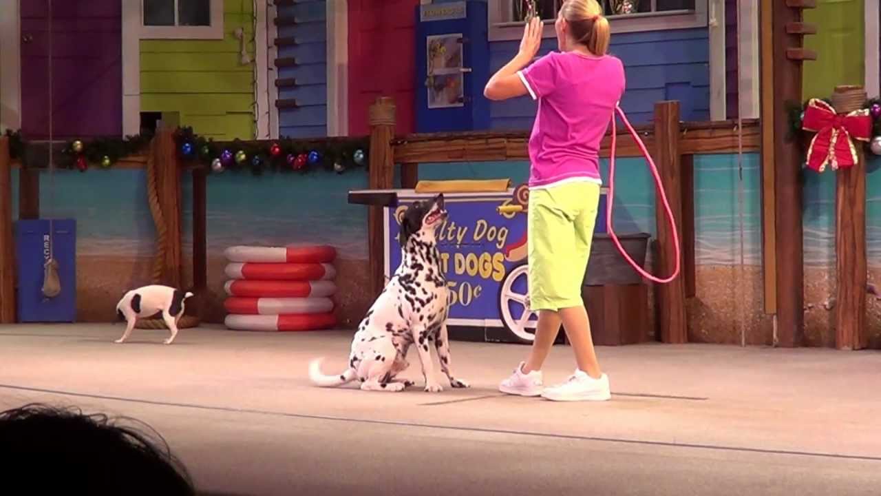 Seaworld Pets Ahoy show November 2012