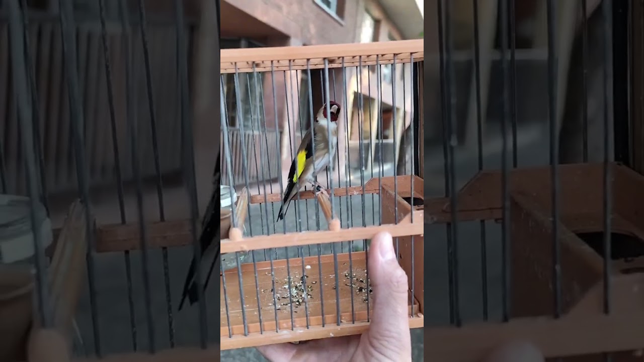 Goldfinch singing in a cage #birds #طيور #goldfinch #cage