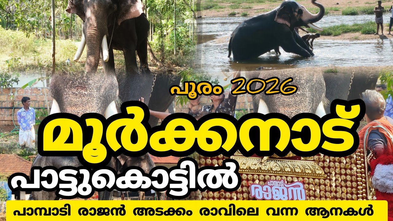 മൂർക്കനാട് ശ്രീ പാട്ടുകൊട്ടിൽ ക്ഷേത്രത്തിലെ പൂരത്തിന് പാമ്പാടി രാജൻ അടക്കം മച്ചാട് ശ്രീ അയ്യപ്പൻ 