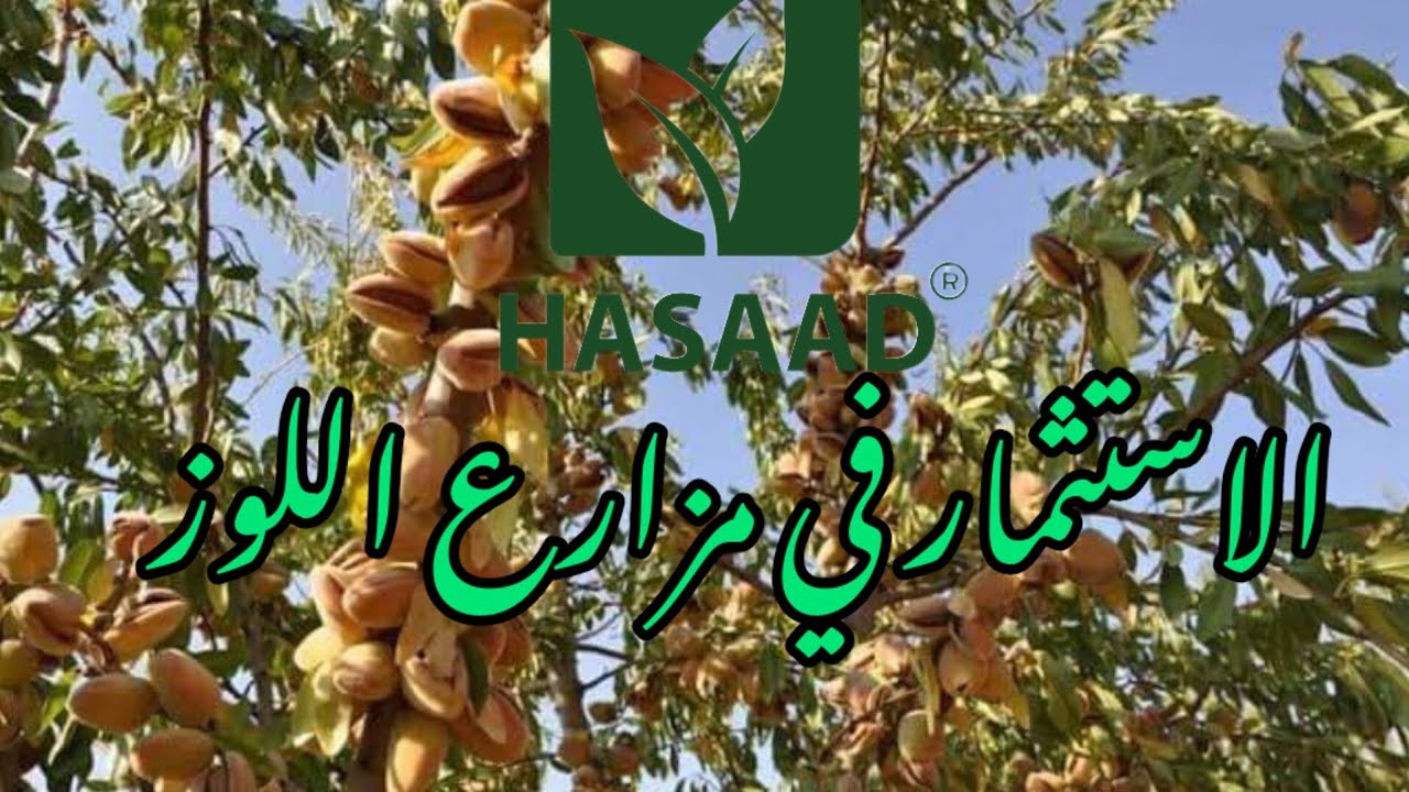 الاستثمار في مزارع اللوز