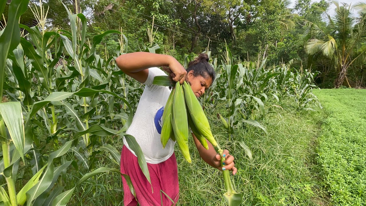 අපේ බඩ ඉරිගු  වගාවේ අස්වැන්න නෙලමු
