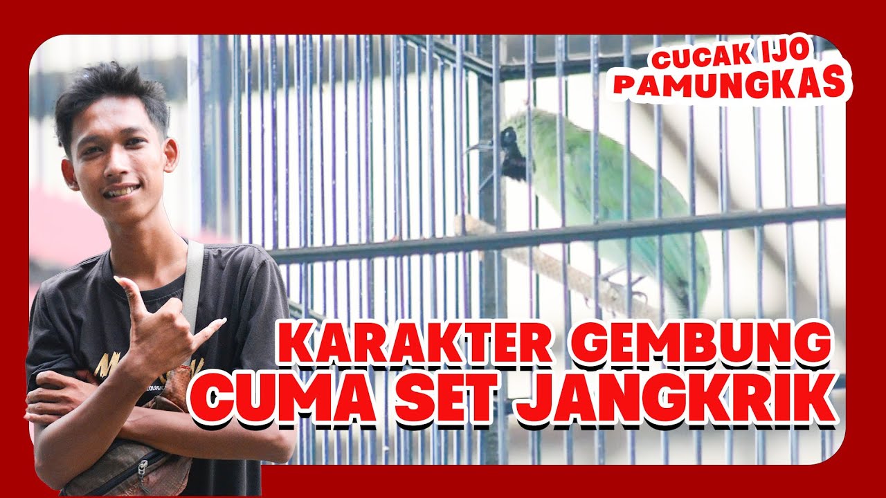 [CI PAMUNGKAS] Simak Karakter Cucak Ijo Birahi Gembung Melet setting cucak ijo pake jangkrik HoBi ID