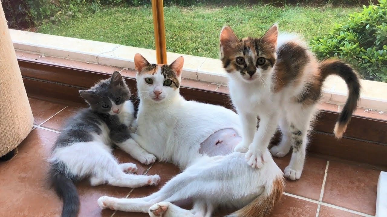 The Limping Mother Cat and Her 5 Crazy Kittens (Happy Ending!)