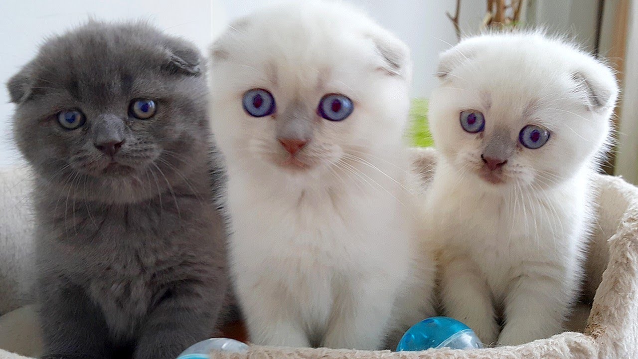 Маленькие КОТЯТА и Шотландские Вислоухие КОШКИ! Котята подросли и хотят играть! Видео про котят😻
