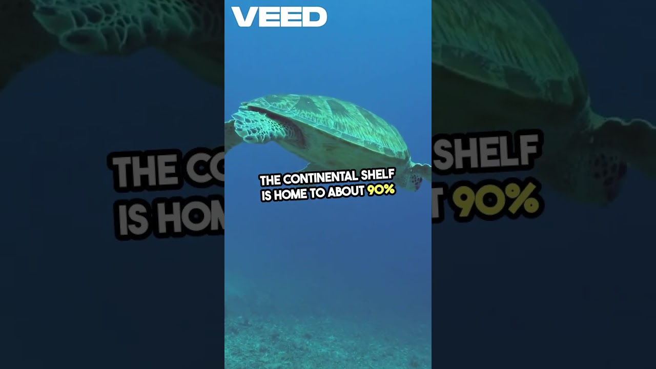 The Continental Shelf - Discover the Mysteries Beneath Coastal Waves -! #Shorts