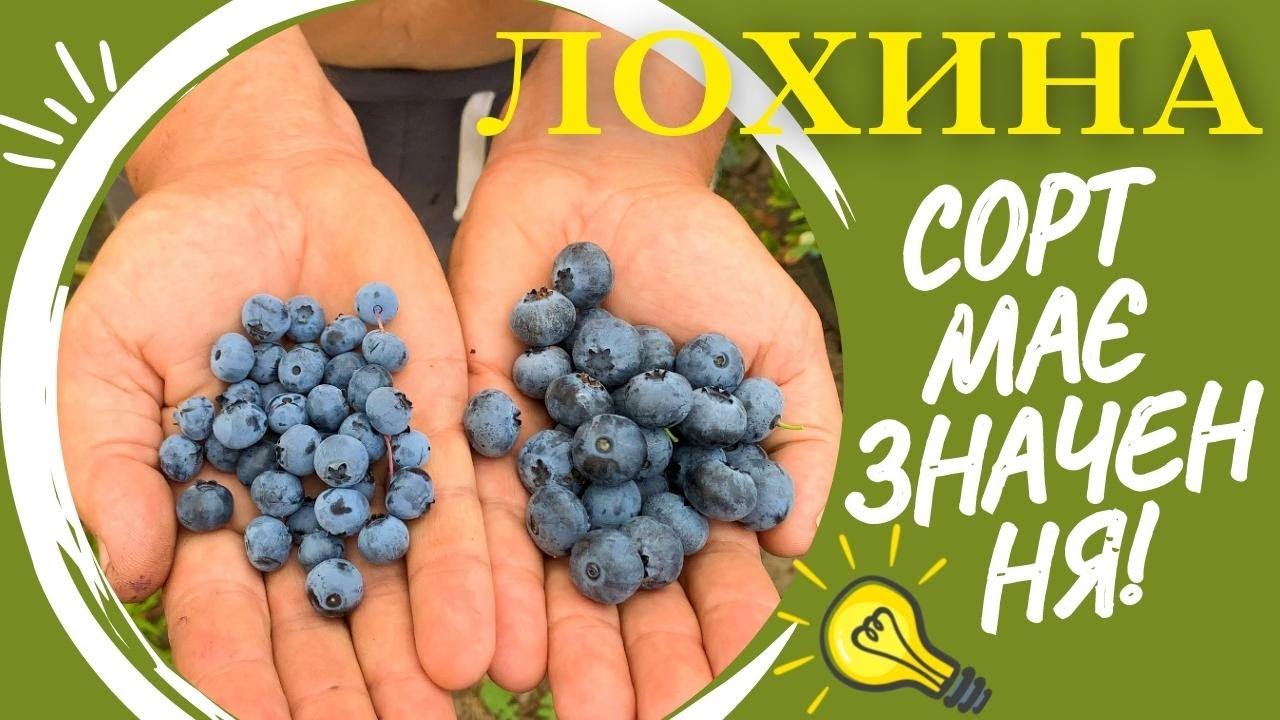 ЛОХИНА | ЯКИЙ СОРТ ОБРАТИ? | Огляд моїх найкращих сортів