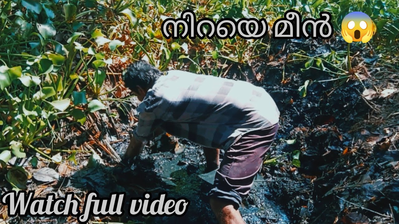 ഒരു ചെറിയ കുളം വറ്റിച്ചപ്പോൾ കിട്ടിയ മീനെ കണ്ടോ😱❤️‍🔥#malayalam #fishing #fishingdaily 