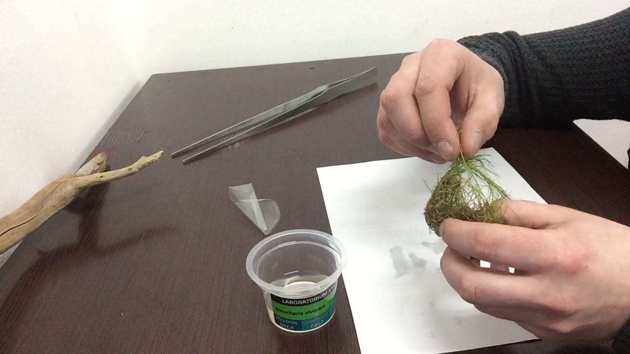 Обзор Аквариумное растение Ситняг живородящий (ELEOCHARIS VIVIPARA) в питательном геле