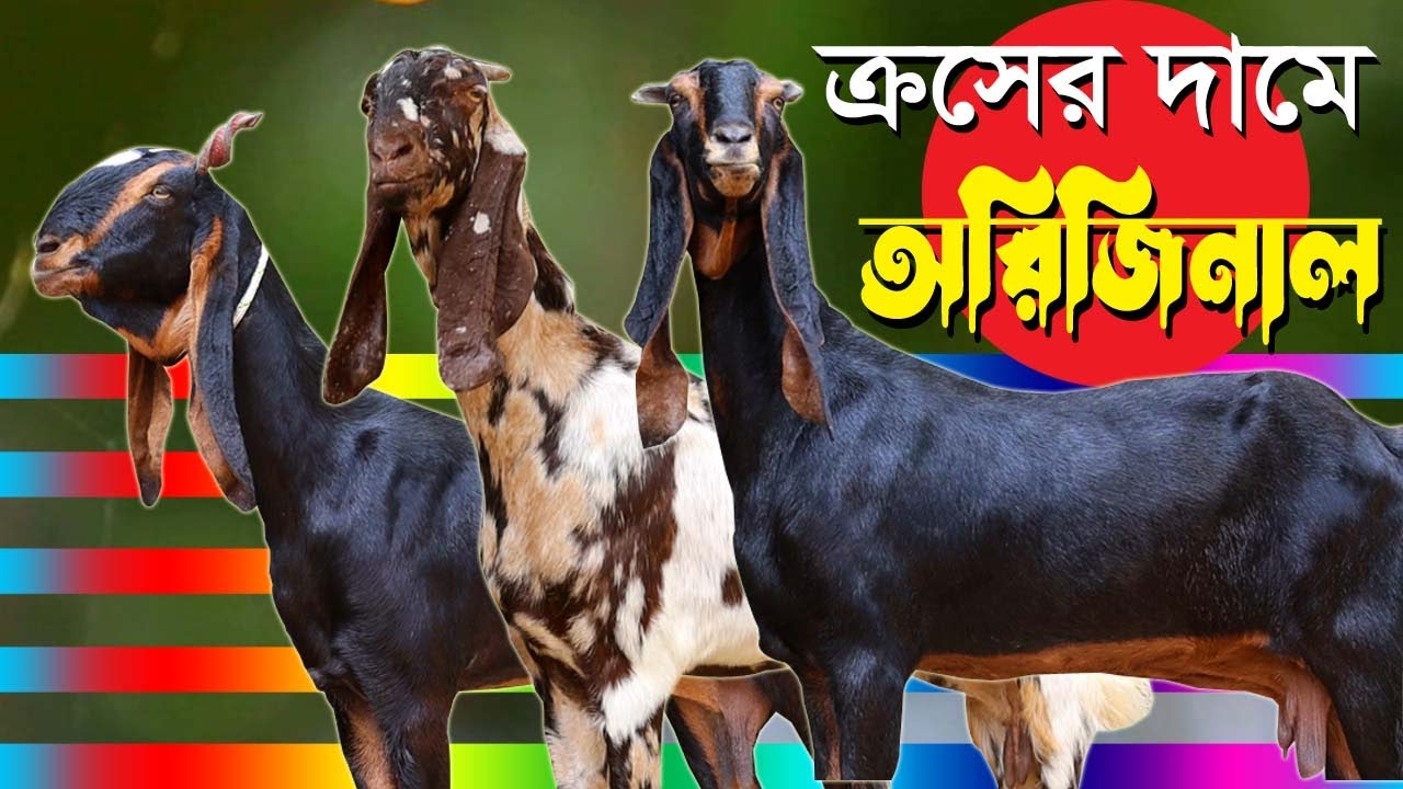 দারুণ অফার আনোয়ার ভাইয়ের ক্রসের দামে পাচ্ছেন অরিজিনাল | তোতা বিটোল হরিয়ানা | Goat Farming