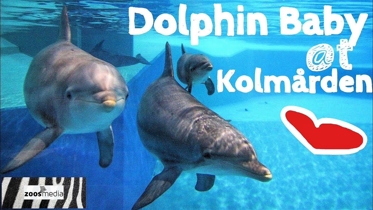 DOLPHIN BABY born 🐬 at Kolm&aring;rden Wildlife Park | zoos.media