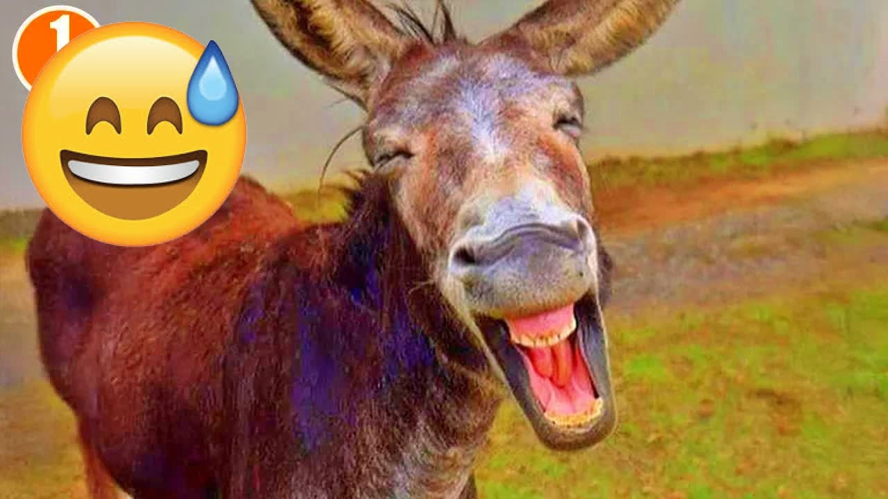 Special moments for animals in 2025 🍲 #funny_videos #funny_animals #animals
