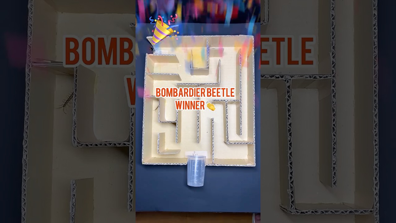 Maze Battle: Centipede vs Beetle Escape Test