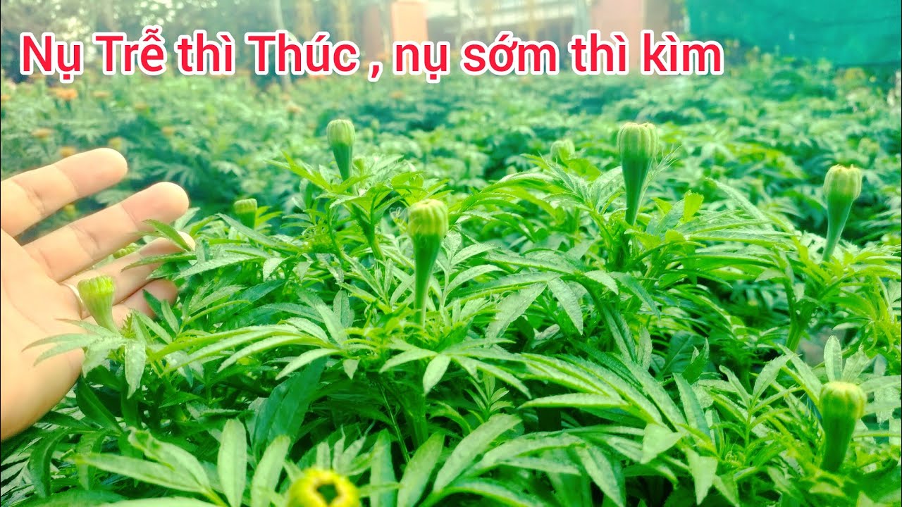 cách thúc nụ trễ và cầm nụ bông vạn thọ nở sớm, huỳnh cập nhật 