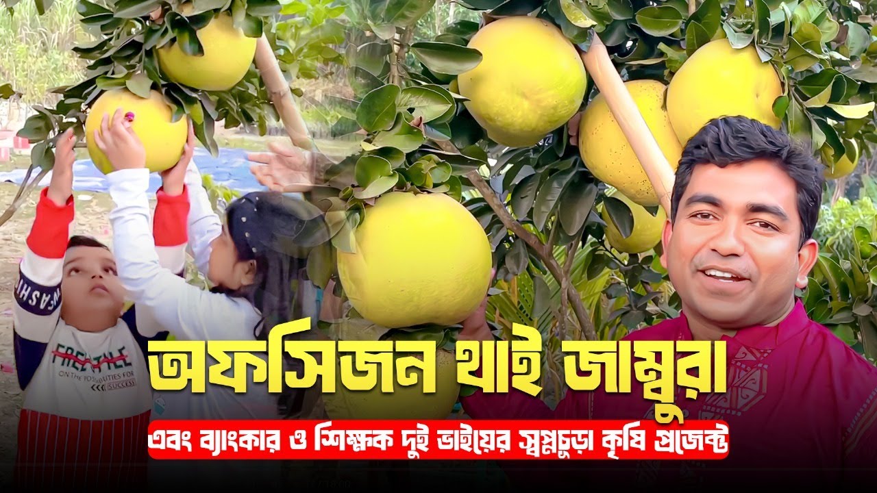 অফসিজন থাই জাম্বুরা এবং ব্যাংকার ও শিক্ষক দুই ভাইয়ের স্বপ্নচূড়া কৃষি প্রজেক্ট