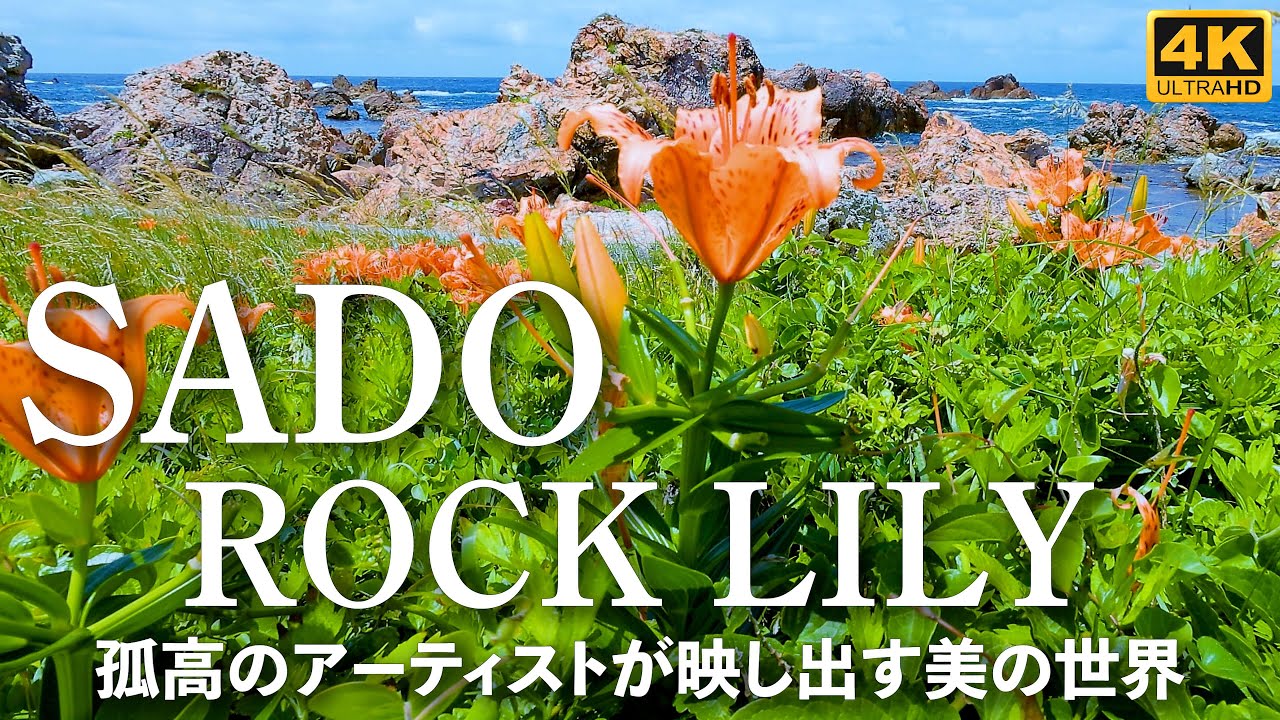 4K映像【佐渡 岩ゆり咲く海】孤高のアーティストが映し出す美の世界 \ Japan Sado Island Rock Lily \ 日本の絶景と癒しのBGM \ リラックス 音楽 旅行 観光