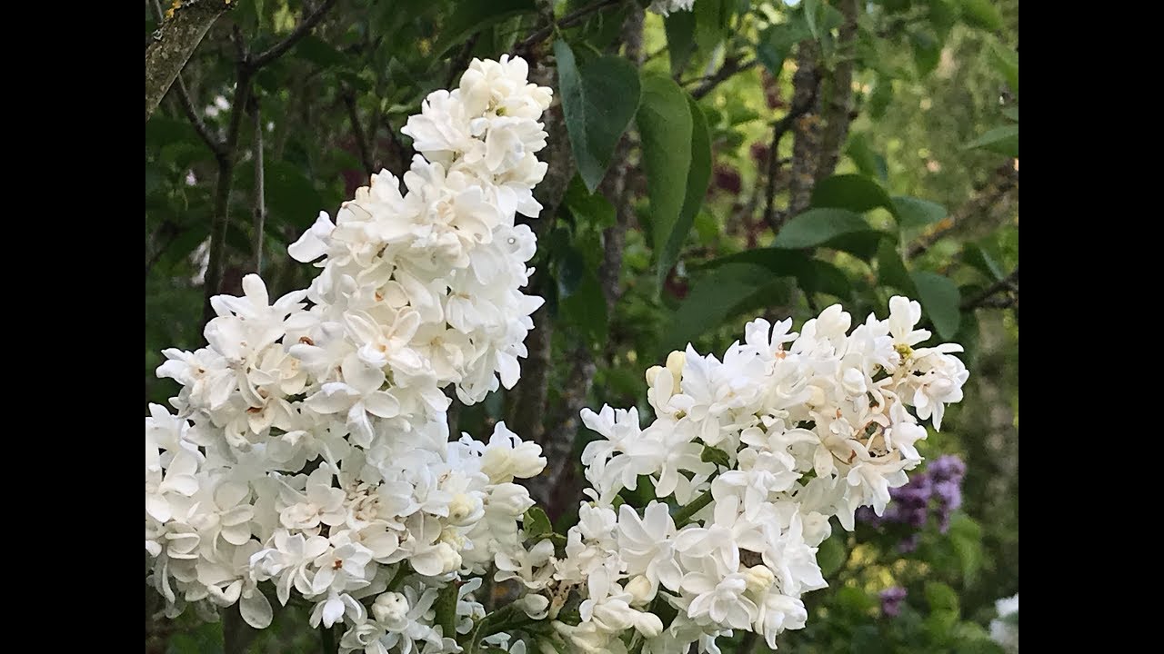 Lilas commun double 'Syringa vulgaris Mme Lemoine' Une puret&eacute; parfum&eacute;e.