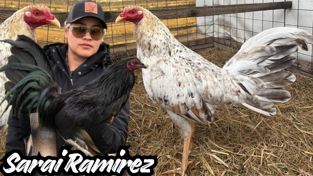 BIG FARM 🇺🇸 Indoor Breeding Pens Feeding Time Free Range Shape Chicken Coop Outdoor Indoor CA