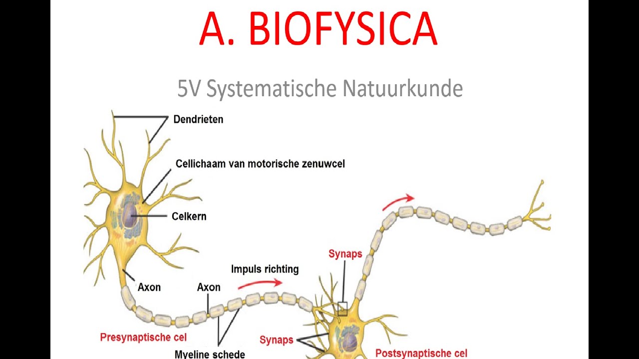 5V samenvatting katern Biofysica deel 1